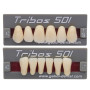 DENTI TRIBOS X 6 X 8